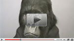 Animatronic gorilla mask 2009